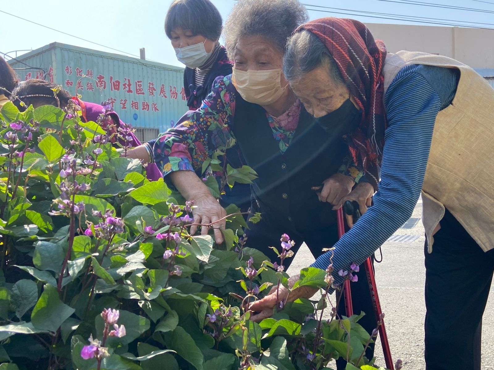 社區長輩一起照顧菜園